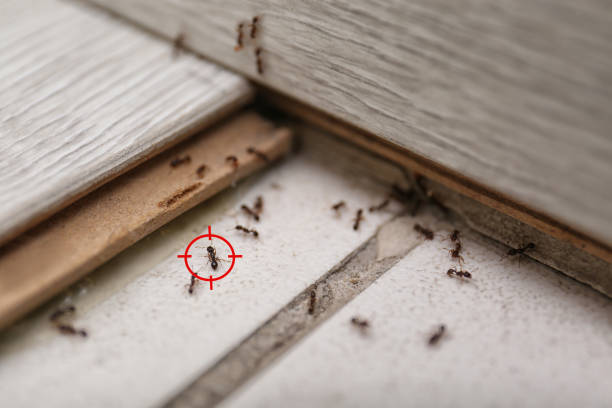Best Affordable Pest Control Services  in Williamston, MI